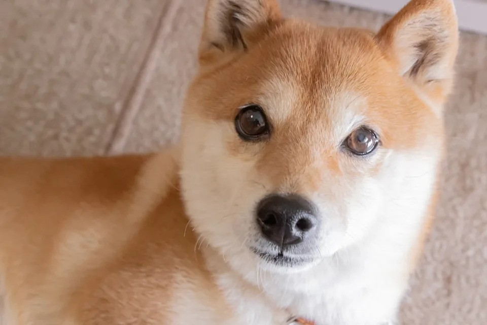Better Buy in 2025: XRP (Ripple) or Dogecoin?